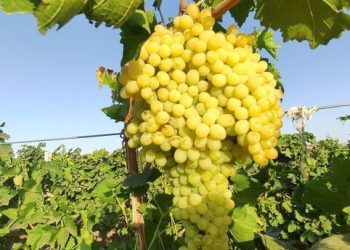ایجاد زیرساخت‌ برای توسعه ۷۵۰هکتاری باغات انگور و پسته ایوان