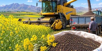 الزامات و توصیههای فنی کاشت کلزا به استانها ابلاغ شد