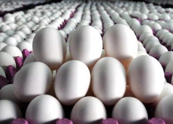 تولید بیش از ۳۶ هزار تُن تخم‌مرغ در قزوین