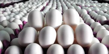تولید بیش از ۳۶ هزار تُن تخممرغ در قزوین