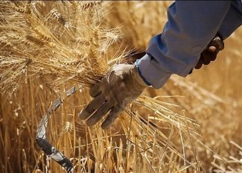 خرید تضمینی گندم در چهارمحال و بختیاری به بیش‌ از ۲۵ هزار تن رسید