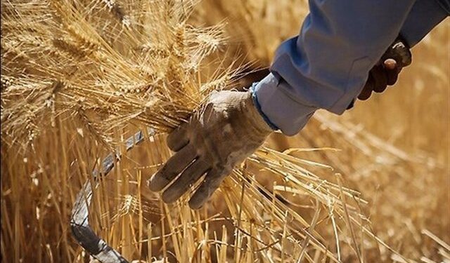 خرید تضمینی گندم در چهارمحال و بختیاری به بیش‌ از ۲۵ هزار تن رسید