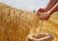 خرید تضمینی بیش از ۵۶ هزار تن گندم در استان سمنان