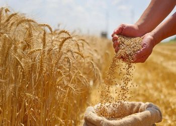 خرید تضمینی بیش از ۵۶ هزار تن گندم در استان سمنان