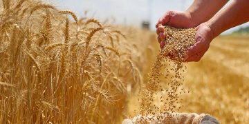 خرید تضمینی بیش از ۵۶ هزار تن گندم در استان سمنان