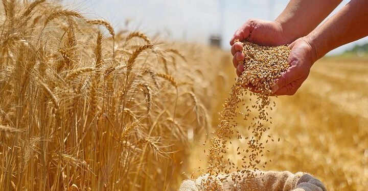 خرید تضمینی بیش از ۵۶ هزار تن گندم در استان سمنان