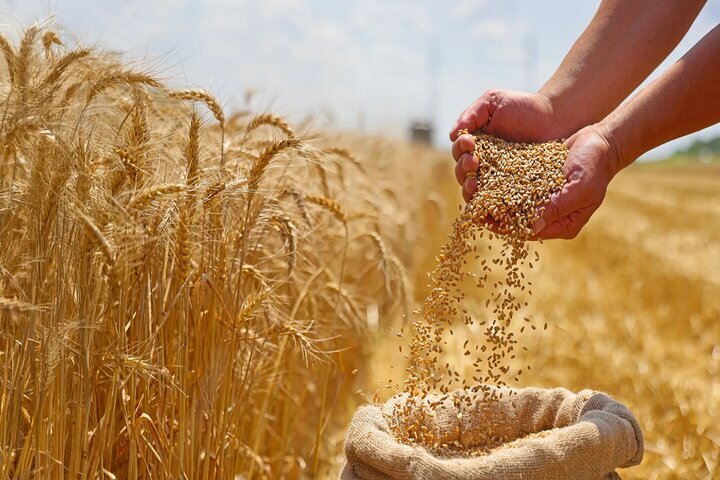 خرید تضمینی بیش از ۵۶ هزار تن گندم در استان سمنان