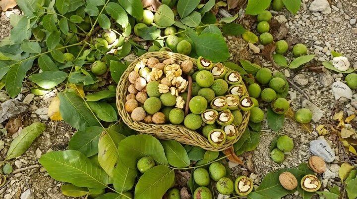 آغاز برداشت نوبرانه گردو از بالغ بر ۴۰۰۰ هکتار باغات گیلان