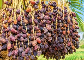 خشکیدگی خوشه، بزرگ‌ترین چالش تولید خرما در ایران