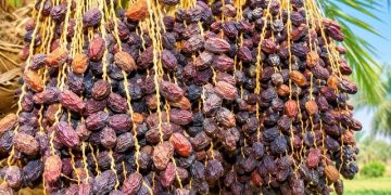 خشکیدگی خوشه، بزرگ‌ترین چالش تولید خرما در ایران