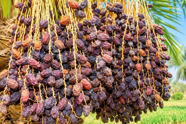 خشکیدگی خوشه، بزرگترین چالش تولید خرما در ایران