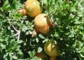 برداشت ۳۱ هزار تن انار از باغ‌های سیستان و بلوچستان/شناسایی ۳۴ رقم انار بومی در استان