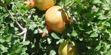 برداشت ۳۱ هزار تن انار از باغهای سیستان و بلوچستان/شناسایی ۳۴ رقم انار بومی در استان