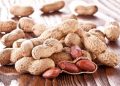 پایان برداشت بادام زمینی گیلان با ارزش اقتصادی ۳.۴ همت