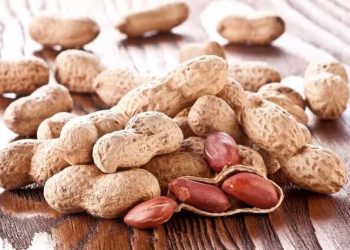 پایان برداشت بادام زمینی گیلان با ارزش اقتصادی ۳.۴ همت