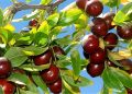چرا از عناب دارو نمیسازیم؟