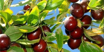 چرا از عناب دارو نمی‌سازیم؟