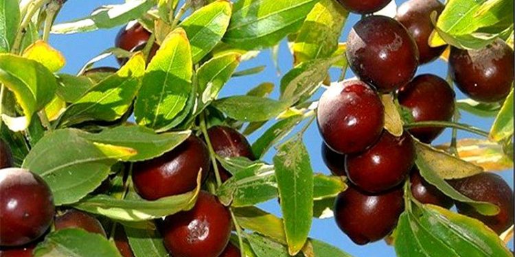 چرا از عناب دارو نمی‌سازیم؟
