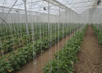 امکان انحراف سازمانیافته سوخت سهمیهای گلخانهای وجود ندارد