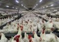 صحت بیش از ۹۰ درصدی آمار طیور