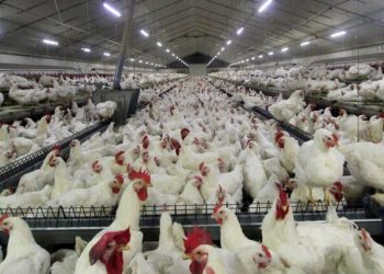 صحت بیش از ۹۰ درصدی آمار طیور