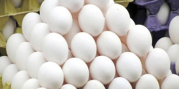 خیز لرستان برای خودکفایی در تولید تخممرغ