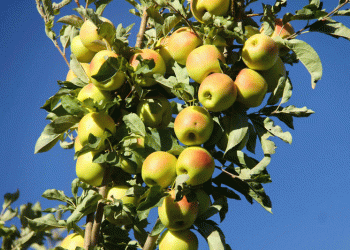 جشنواره سیب؛ آغاز یک مسیر تازه برای اقتصاد سمیرم