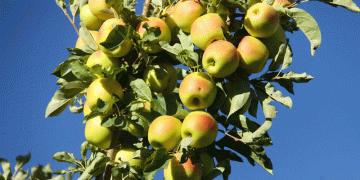 جشنواره سیب؛ آغاز یک مسیر تازه برای اقتصاد سمیرم