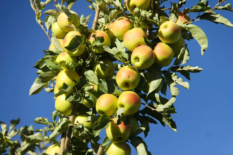 جشنواره سیب؛ آغاز یک مسیر تازه برای اقتصاد سمیرم