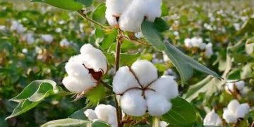 پیشبینی برداشت ۱۷ هزار تن پنبه در گلستان