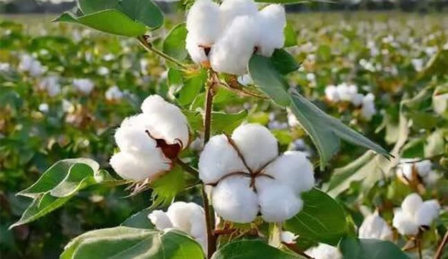 پیشبینی برداشت ۱۷ هزار تن پنبه در گلستان