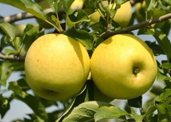 خرید بیش از ۳۶۰۰ تن سیب درختی توسط شبکه تعاون روستایی آذربایجان‌غربی