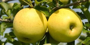 خرید بیش از ۳۶۰۰ تن سیب درختی توسط شبکه تعاون روستایی آذربایجان‌غربی