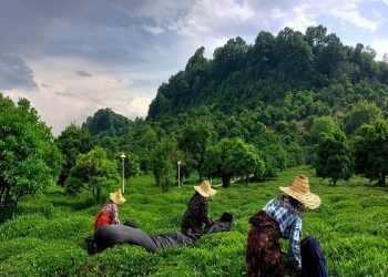 پیش بینی تولید ۱۲۰ هزار تنی برگ سبز چای/ آغاز چین چهارم از نیمه مهر