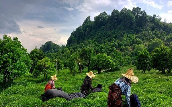 پیش بینی تولید ۱۲۰ هزار تنی برگ سبز چای/ آغاز چین چهارم از نیمه مهر