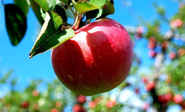 سیب سمیرم ثبت ملی تقویم گردشگری شد