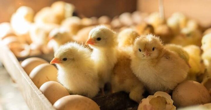 افزایش جوجه‌ریزی مرغداری‌های خوزستان در شهریورماه
