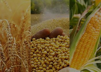 امروز سرنوشت قیمت تضمینی گندم مشخص می‌شود؟