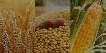 امروز سرنوشت قیمت تضمینی گندم مشخص میشود؟