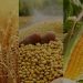 امروز سرنوشت قیمت تضمینی گندم مشخص میشود؟