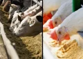 درخواست وزارت جهاد کشاورزی از بانک مرکزی برای تسریع در نهایی‌سازی ابزارهای تأمین مالی