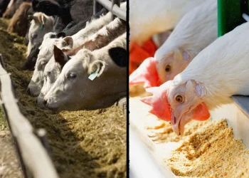 درخواست وزارت جهاد کشاورزی از بانک مرکزی برای تسریع در نهایی‌سازی ابزارهای تأمین مالی