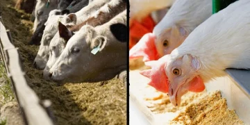 درخواست وزارت جهاد کشاورزی از بانک مرکزی برای تسریع در نهایی‌سازی ابزارهای تأمین مالی