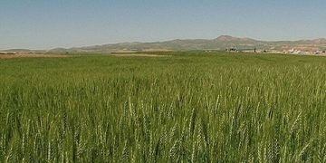 نوری: بهره‌برداری حداکثری از اراضی دیم، اولویت امنیت غذایی است