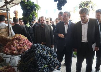 استاندار آذربایجان غربی: انگور سیاه میرآباد در بازارهای داخلی و خارجی معرفی شود