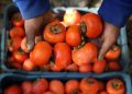 برداشت خرمالو از باغات گیلان آغاز شد