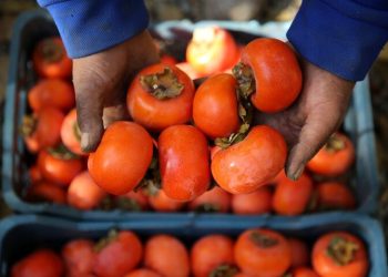 برداشت خرمالو از باغات گیلان آغاز شد