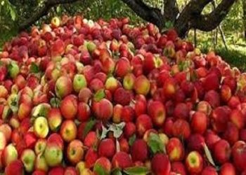 مدیرتعاون روستایی آذربایجان غربی: تاکنون بیش از ۱۵ هزارتن سیب صنعت توافقی خریداری شد